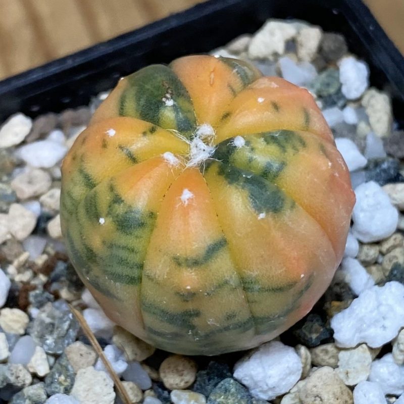 SH21902 Astrophytum asterias ‘Red Purple Skin’ f. variegata