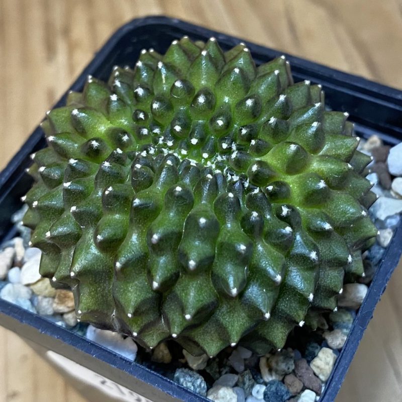 SH21956 Gymnocalycium mihanovichii ‘inermis’
