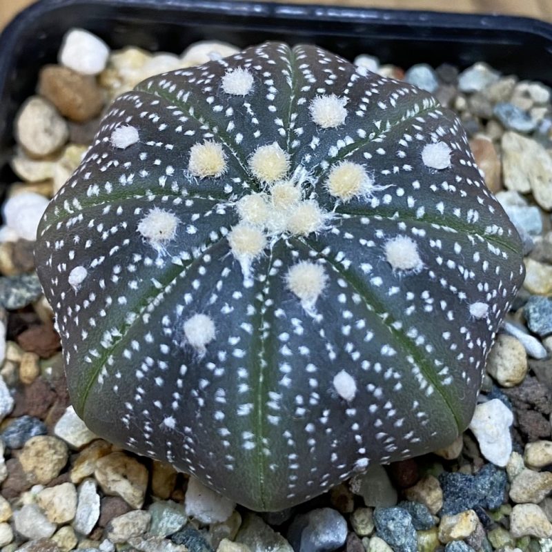 SH23545 Astrophytum asterias ‘Purple Skin’
