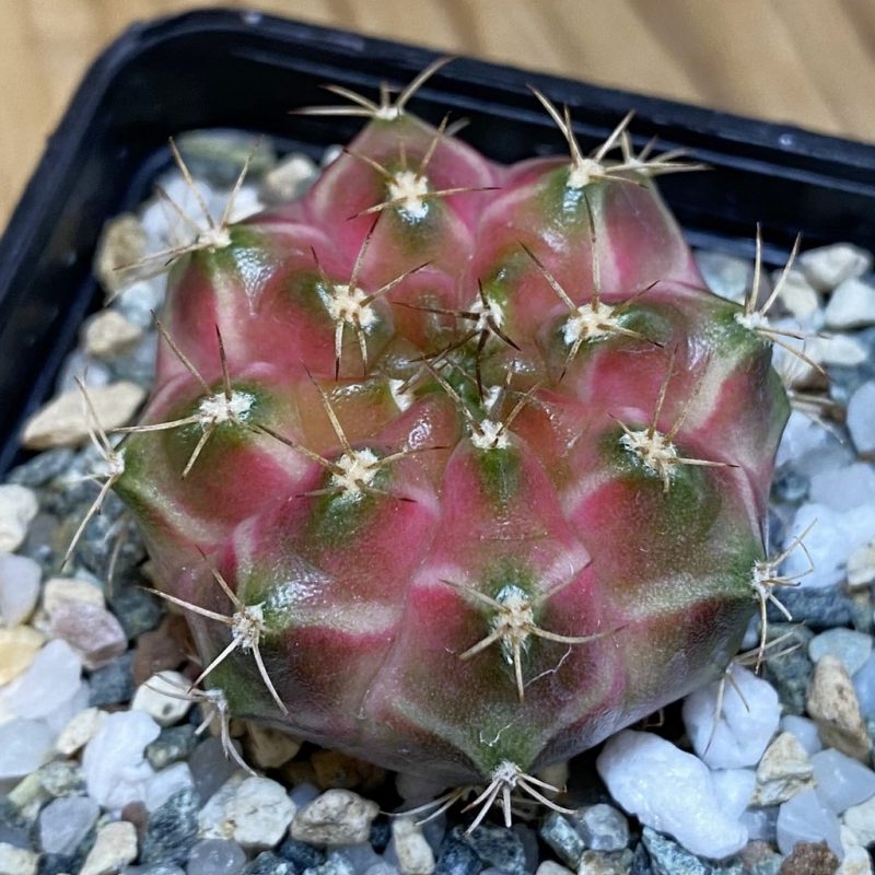 SH23040 Gymnocalycium mihanovichii ‘Neon’ hybrid