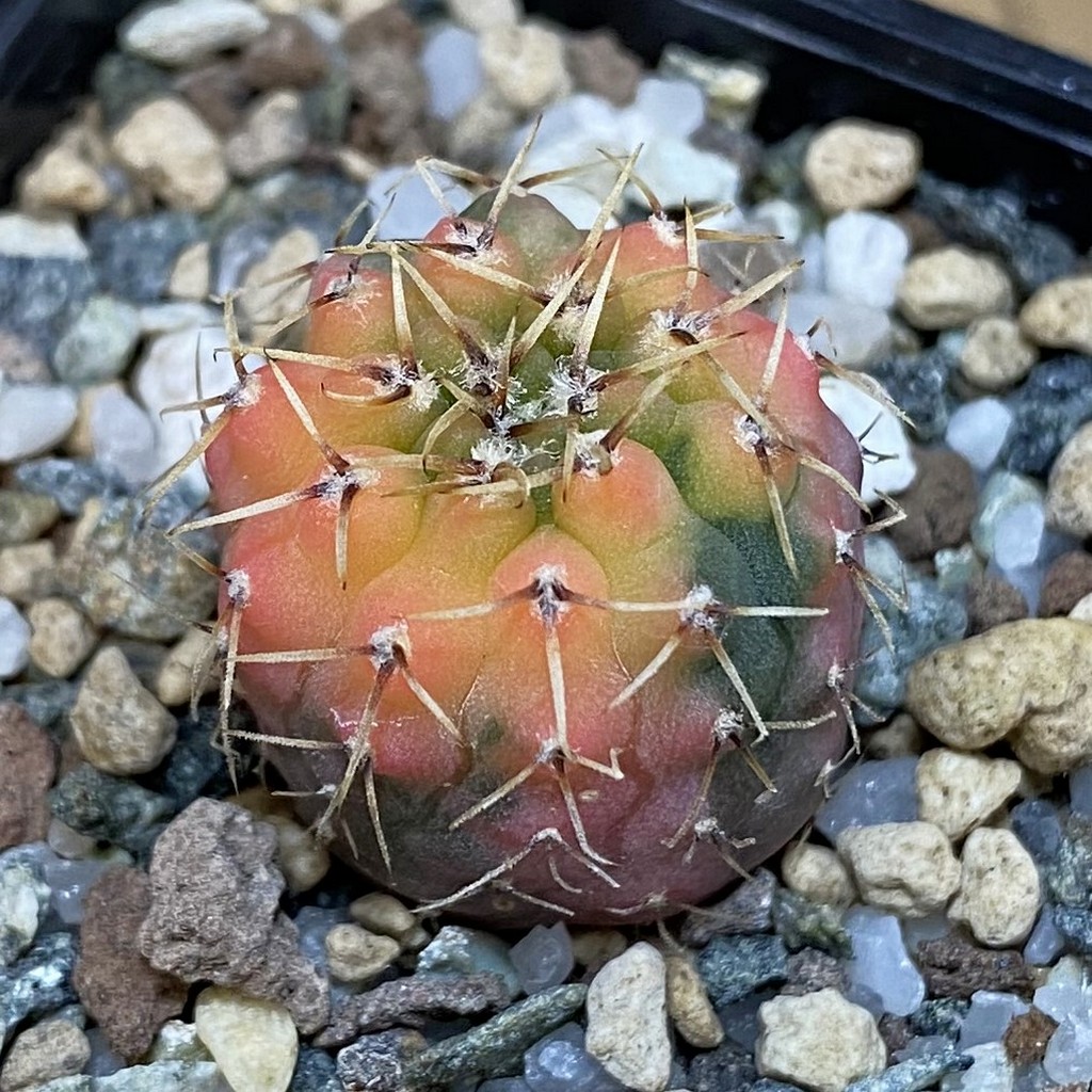 SH23285 Gymnocalycium ochoterenae f. variegata, seedling