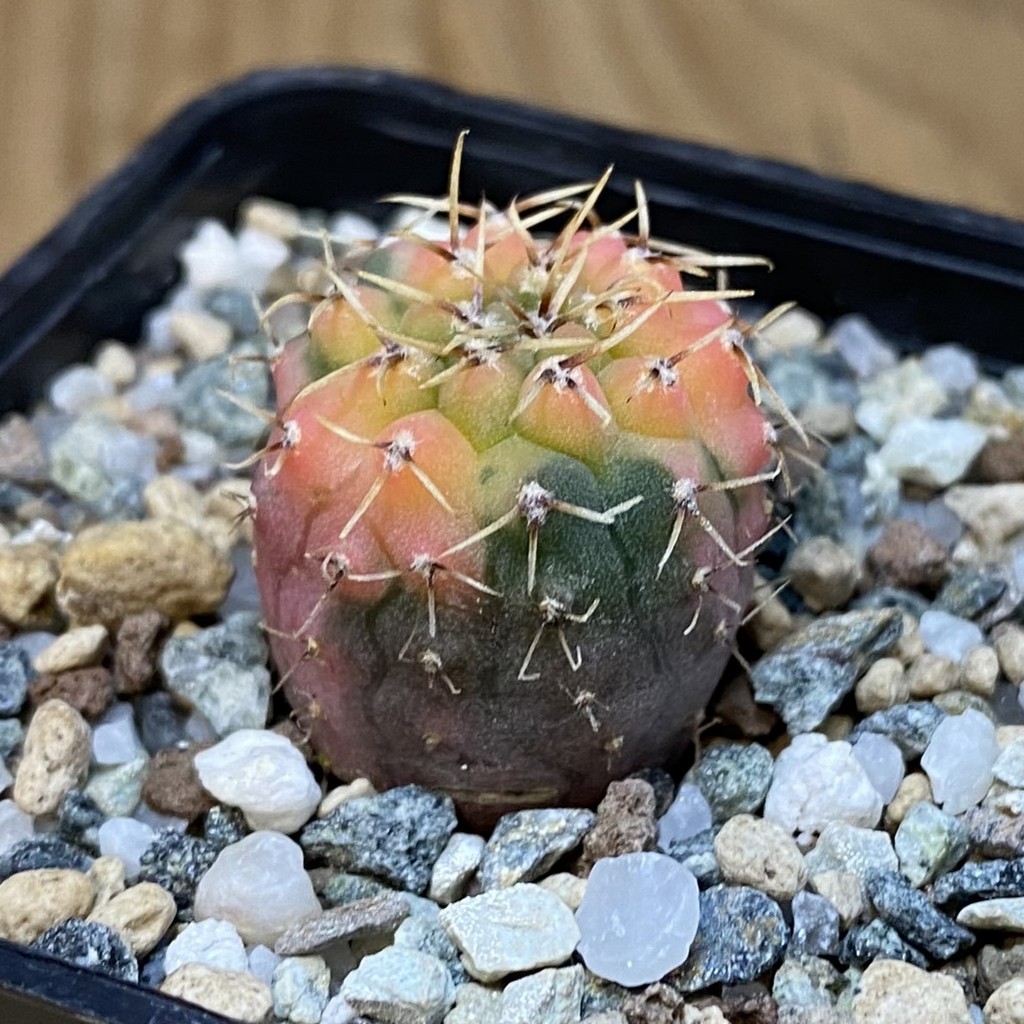 SH23285 Gymnocalycium ochoterenae f. variegata, seedling - Image 2