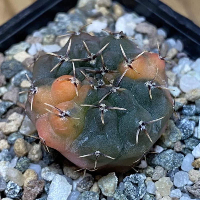 SH23286 Gymnocalycium ochoterenae f. variegata, seedling