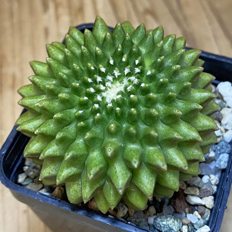 SH23247 Gymnocalycium mihanovichii ‘inermis’