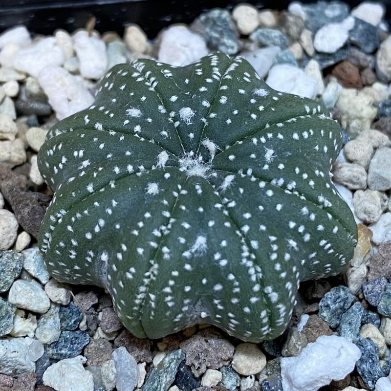 SH23889 Astrophytum asterias ‘Star Shape’
