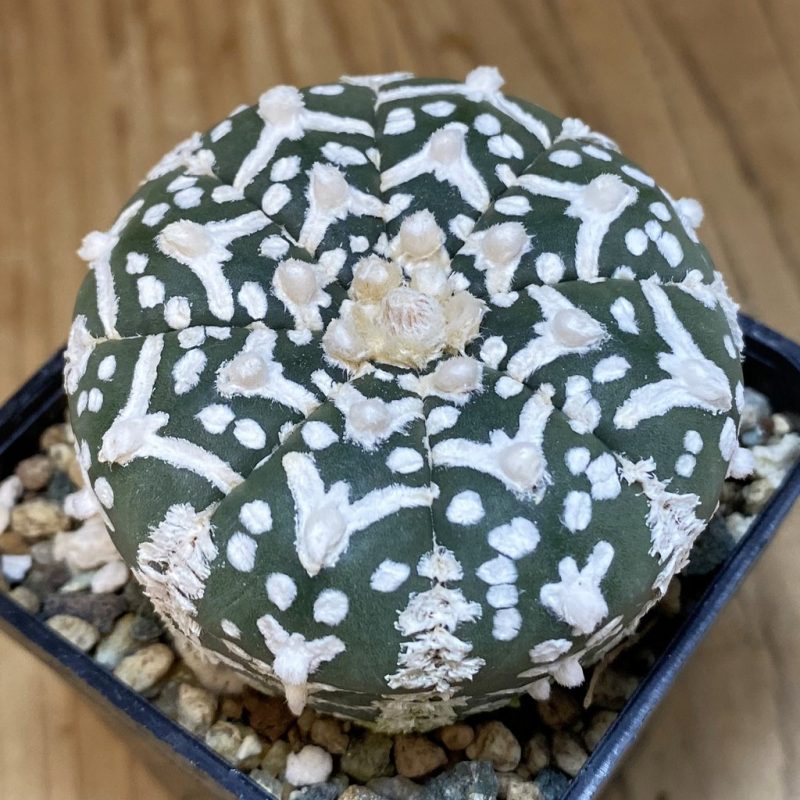 SH23773 Astrophytum asterias ‘Super Kabuto’ V-type f. nudum