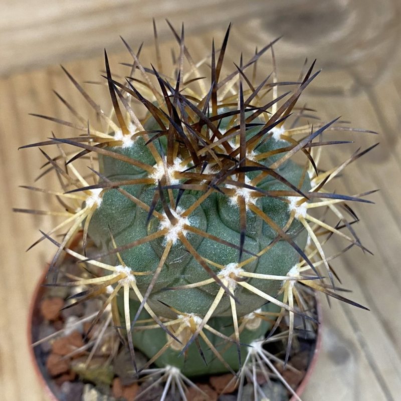 SH21019 Copiapoa schulziana SL 12-24, grafted