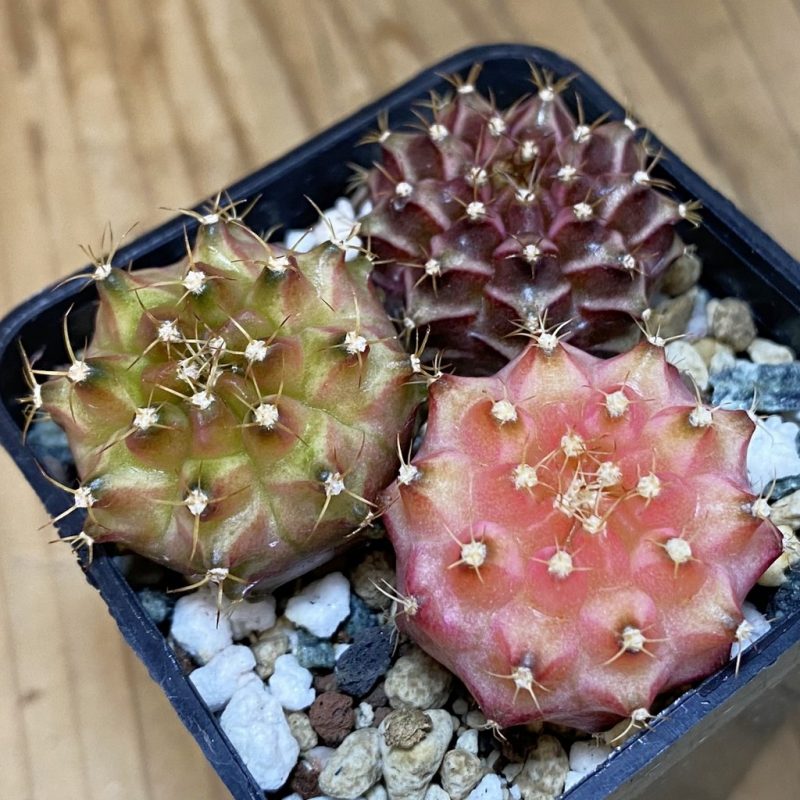 SH23675 Gymnocalycium mihanovichii 'Neon', seedling mix