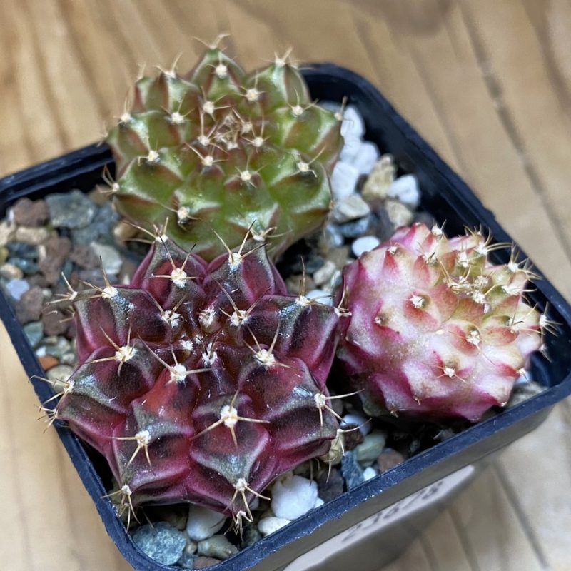 SH23678 Gymnocalycium mihanovichii 'Neon', seedling mix