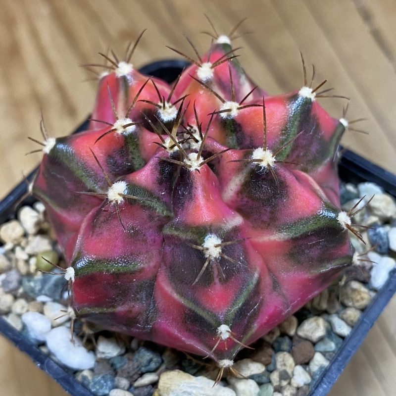 SH23978 Gymnocalycium mihanovichii 'Siamodon'