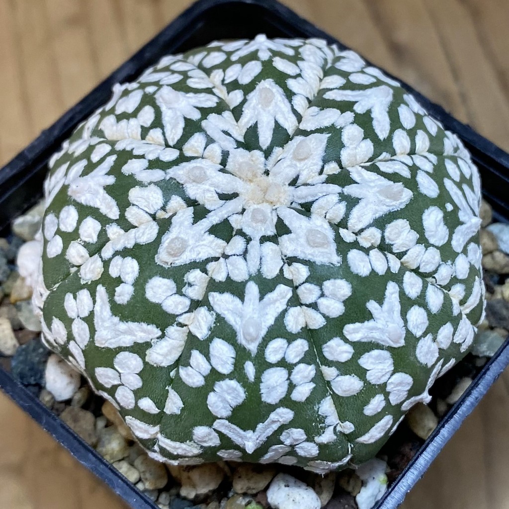 SH24328 Astrophytum asterias ‘Super Kabuto’ V-type