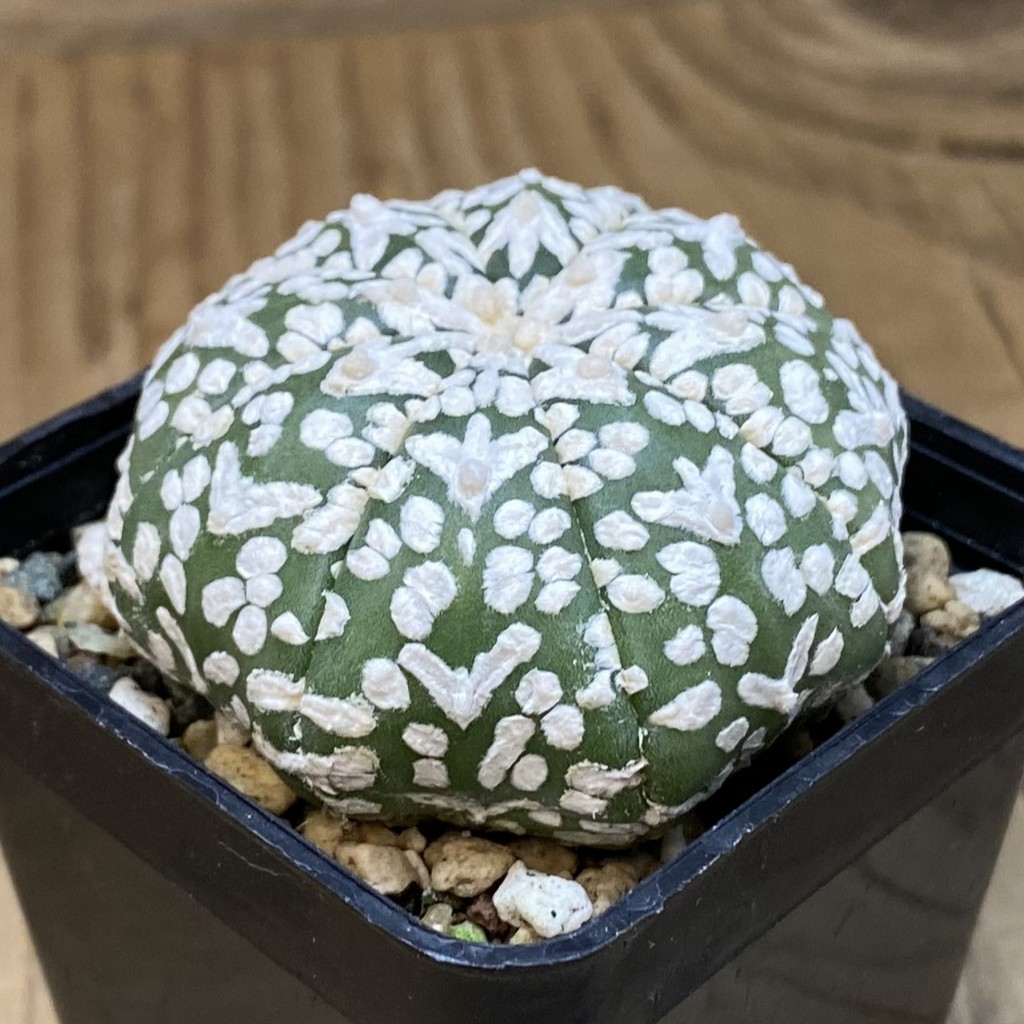 SH24328 Astrophytum asterias ‘Super Kabuto’ V-type - Image 2