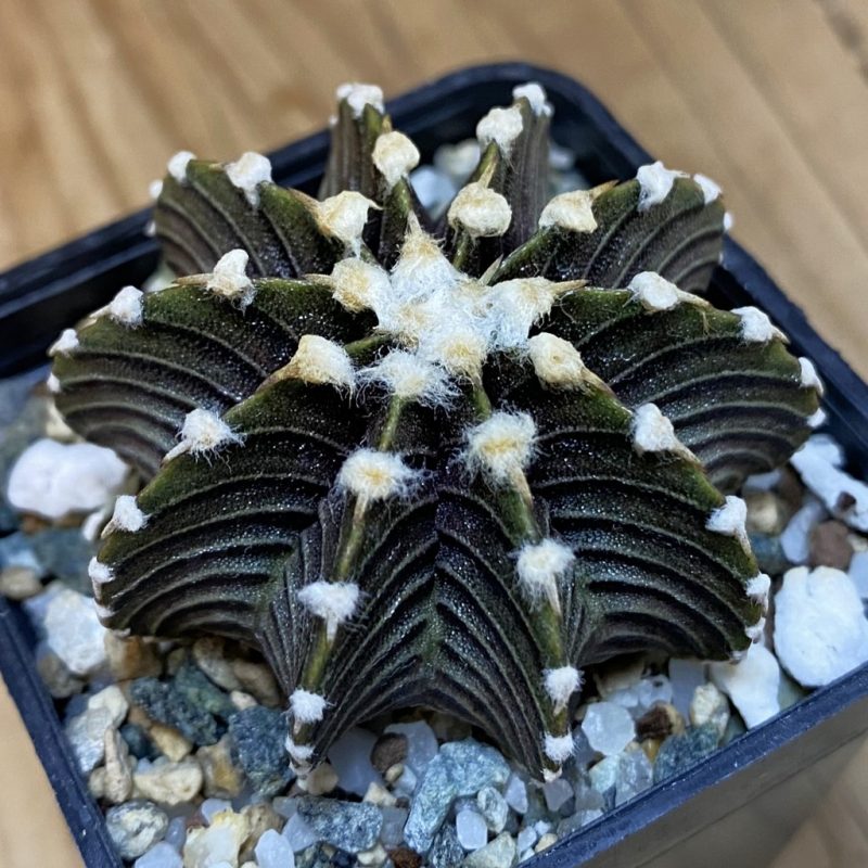 SH24112 Gymnocalycium friedrichii VOS1241