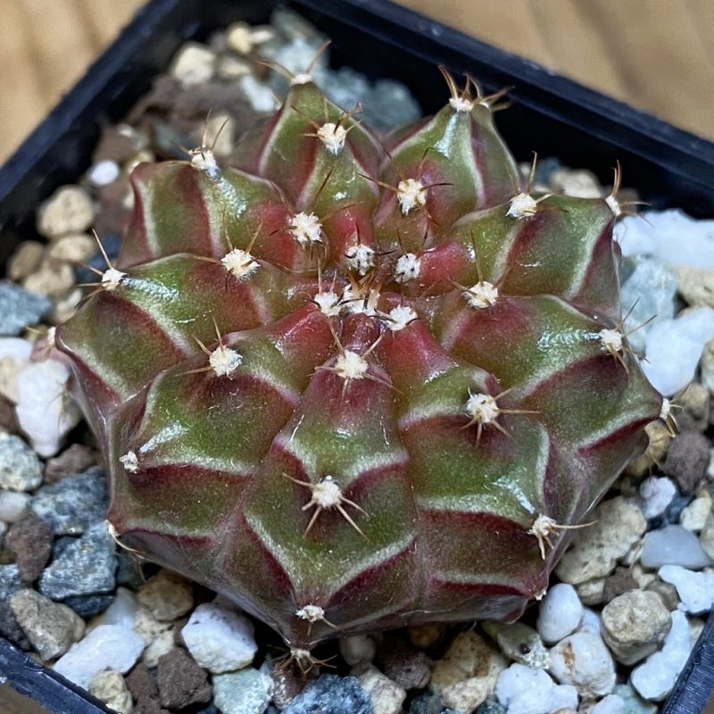SH24711 Gymnocalycium mihanovichii ‘Neon’ hybrid