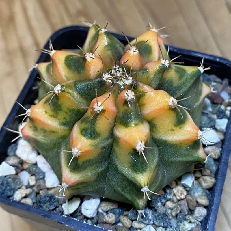 SH23476 Gymnocalycium mihanovichii ‘Som Jeed'