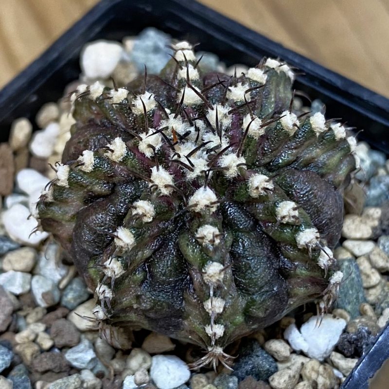 SH24549 Gymnocalycium mihanovichii ‘T-Rex’