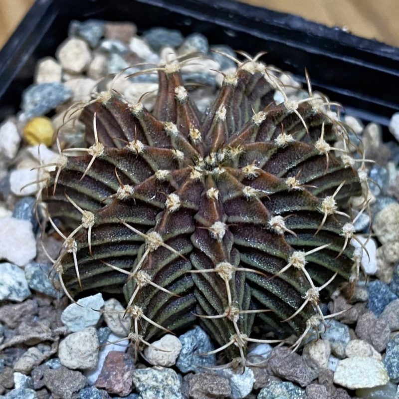SH24547 Gymnocalycium friedrichii 9R001