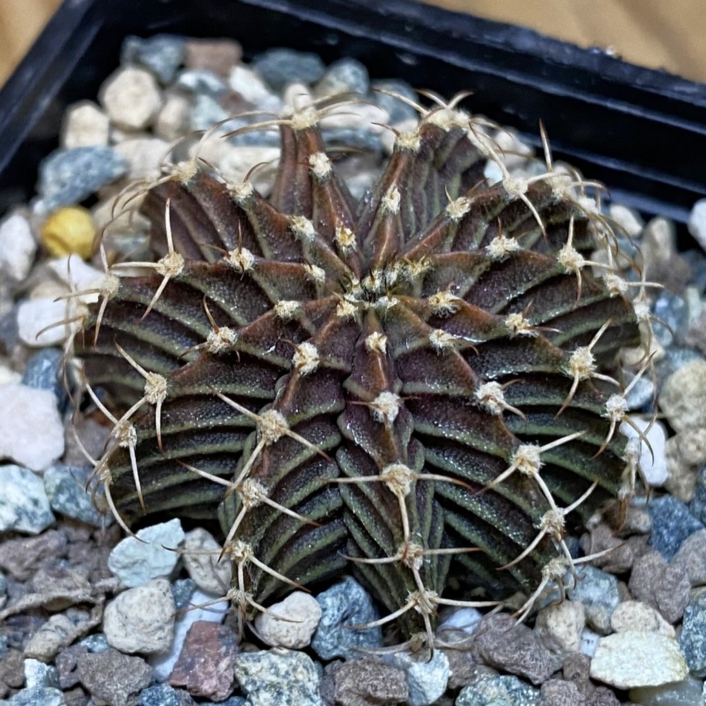 SH24547 Gymnocalycium friedrichii 9R001