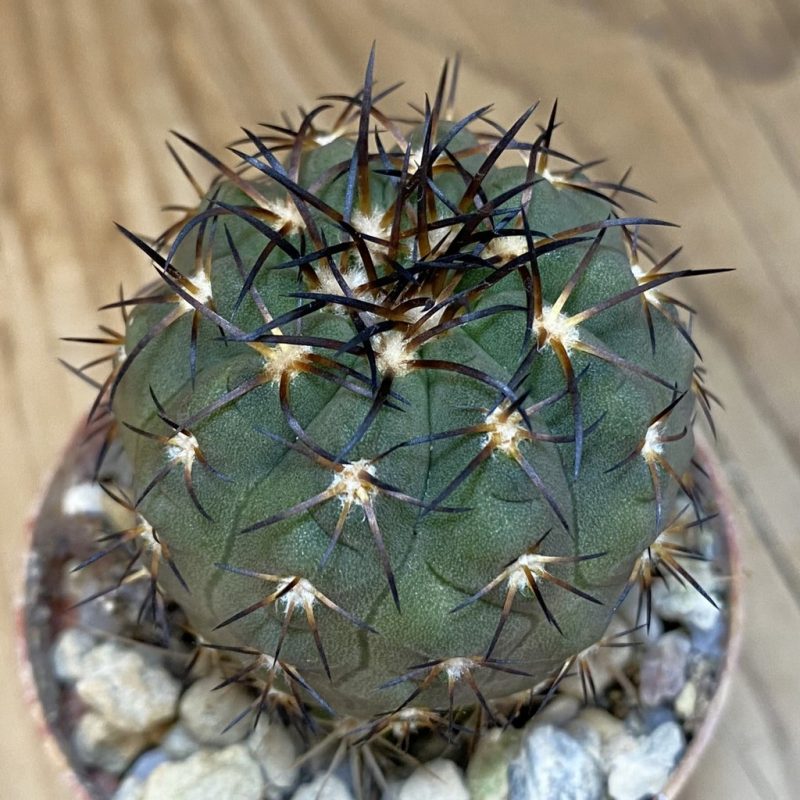 SH21021 Copiapoa calderana SL 19-24, grafted