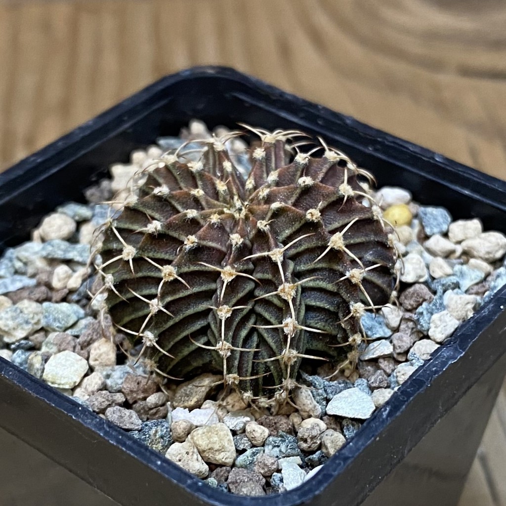 SH24547 Gymnocalycium friedrichii 9R001 - Image 2