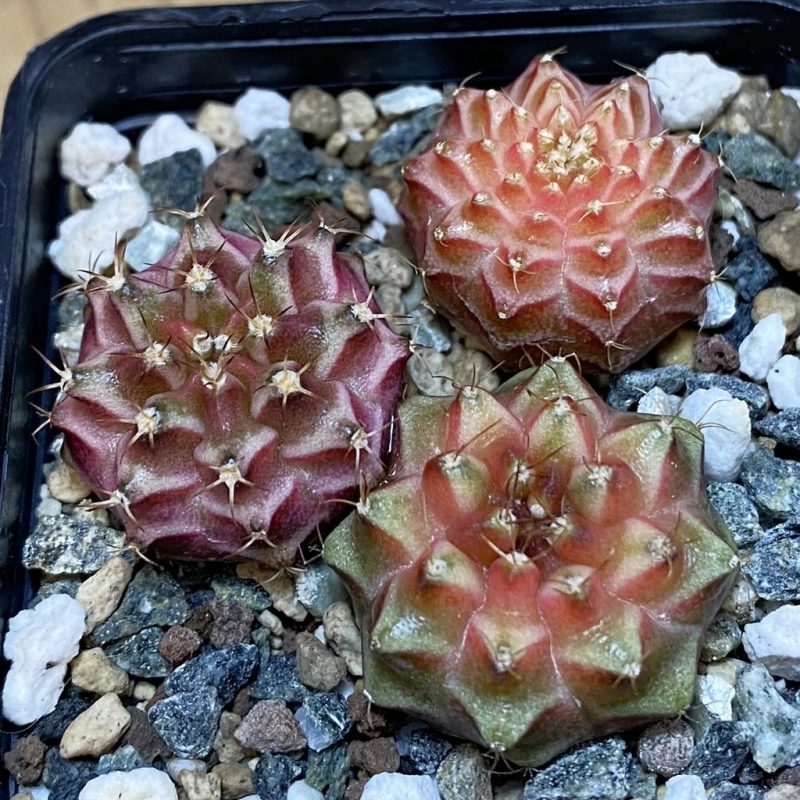 SH24539 Gymnocalycium mihanovichii ‘Neon’ hybrid, seedling mix