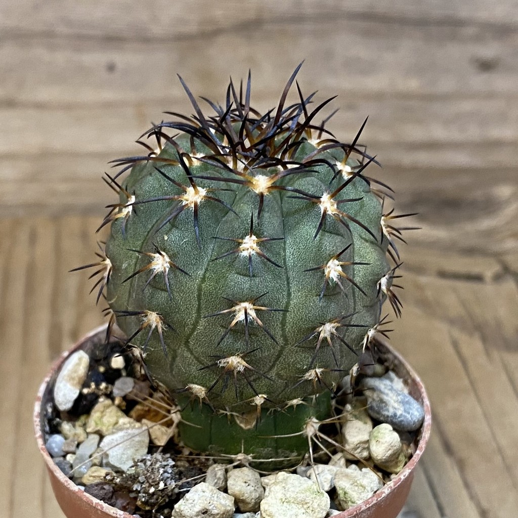 SH21021 Copiapoa calderana SL 19-24, grafted - Image 2
