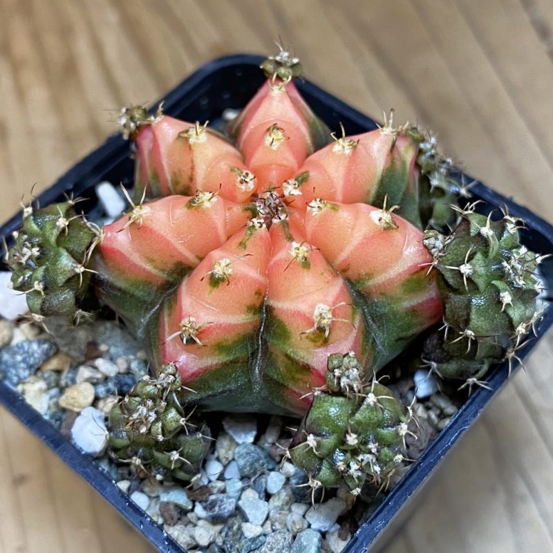 SH24124 Gymnocalycium mihanovichii 'French Fuchsia'