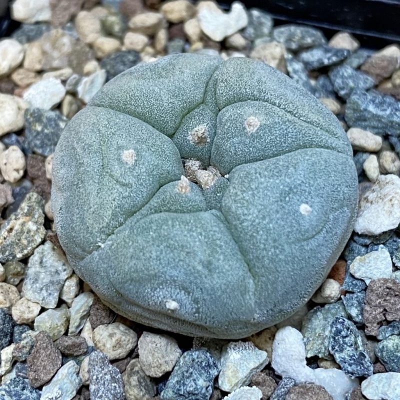 SH23896 Anhalonium frichii