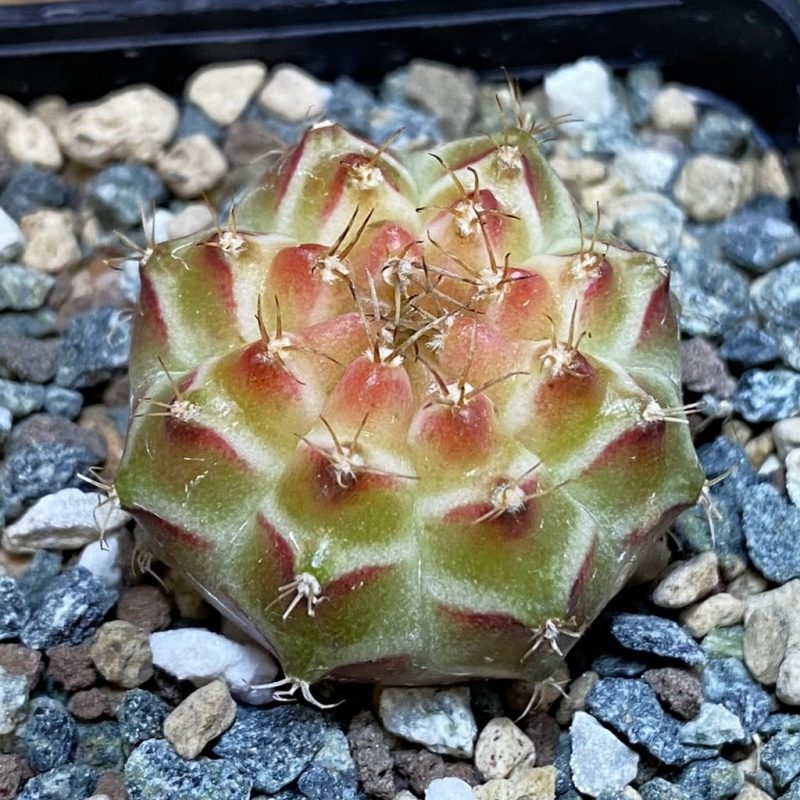 SH24265 Gymnocalycium mihanovichii ‘Neon’ hybrid