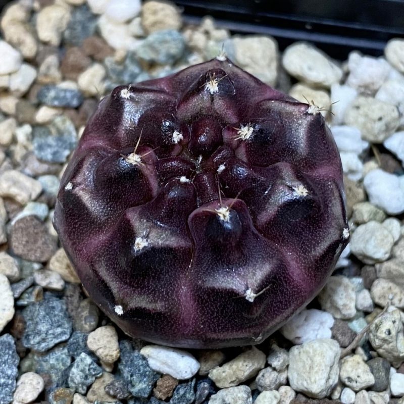 SH24119 Gymnocalycium mihanovichii 'Day Dream'
