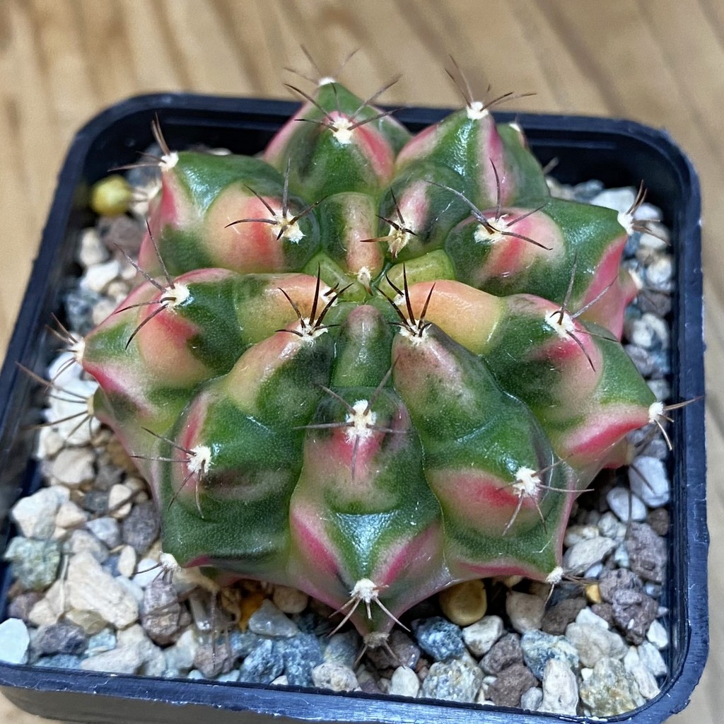 SH24129 Gymnocalycium mihanovichii ‘Little Monstev’