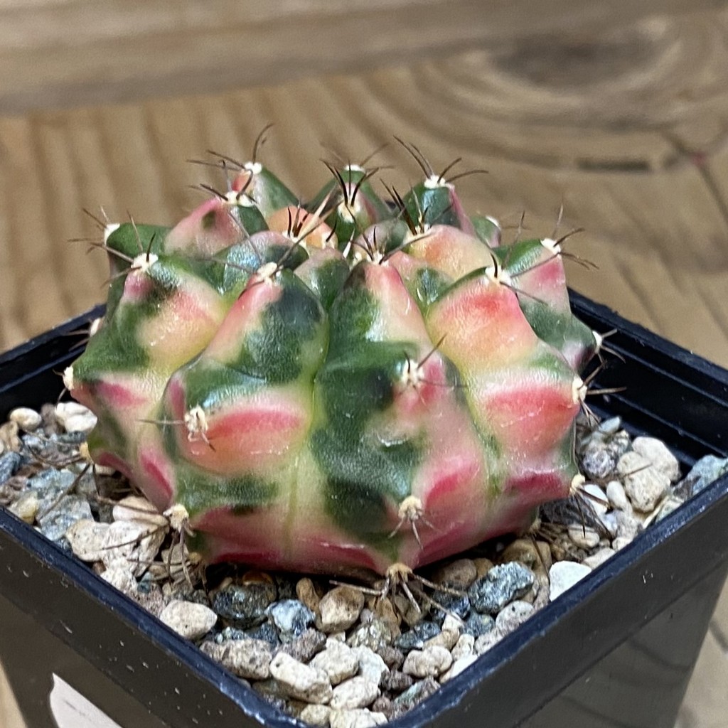 SH24129 Gymnocalycium mihanovichii ‘Little Monstev’ - Image 2