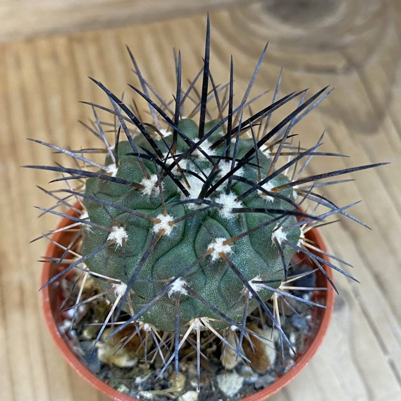 SH21022 Copiapoa calderana SL 51-24, grafted