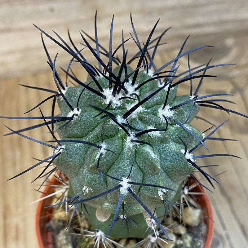 SH21026 Copiapoa dealbata v. carrizalensis GCG 15254b, grafted