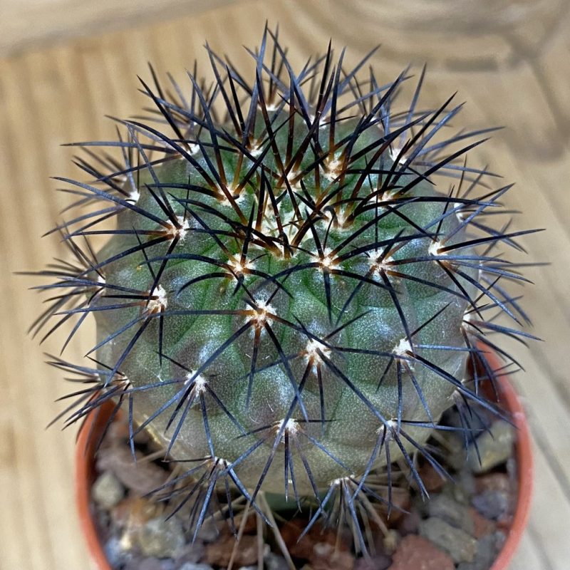 SH21025 Copiapoa longistaminea CGC 15303, grafted