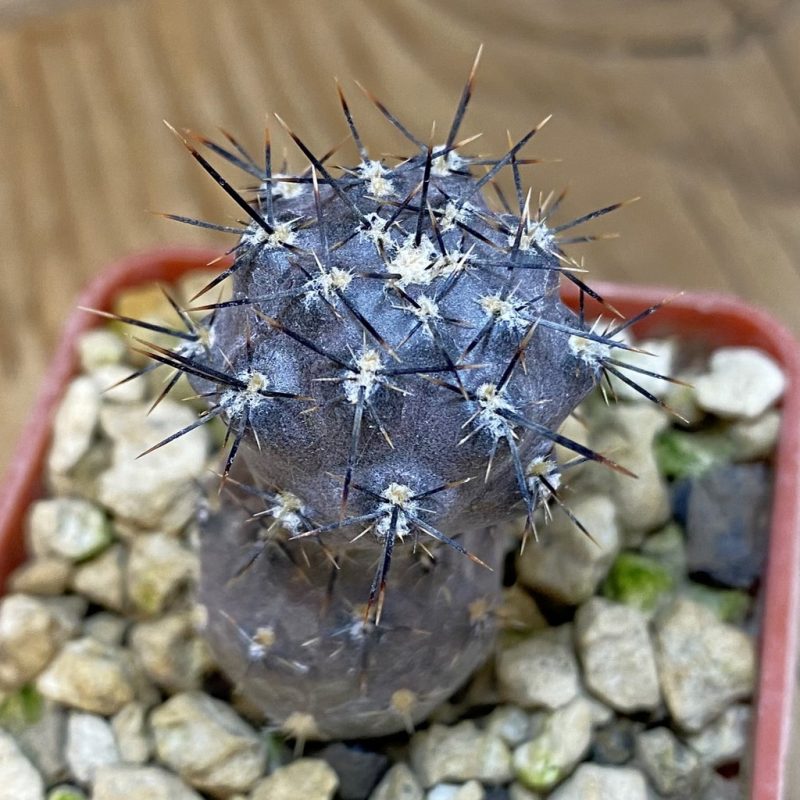 SH18453 Pterocactus hickenii KF 79, seedling