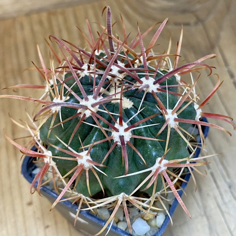 SH570 Ferocactus fordii
