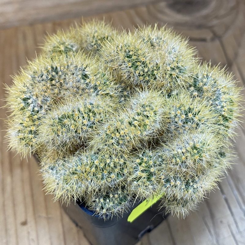 SH5181 Mammillaria prolifera f. cristata