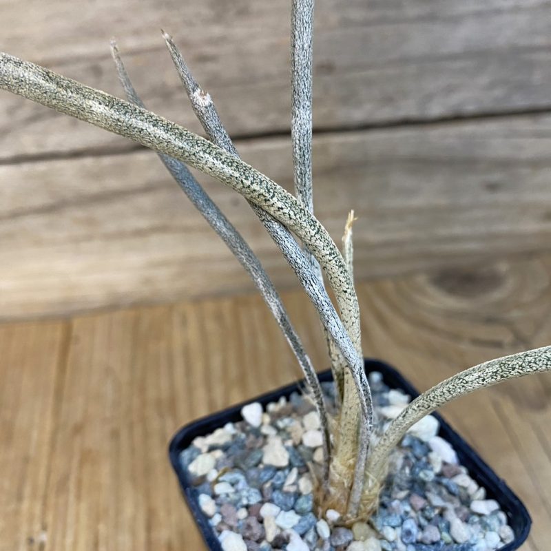 SH24047 Astrophytum caput-medusae