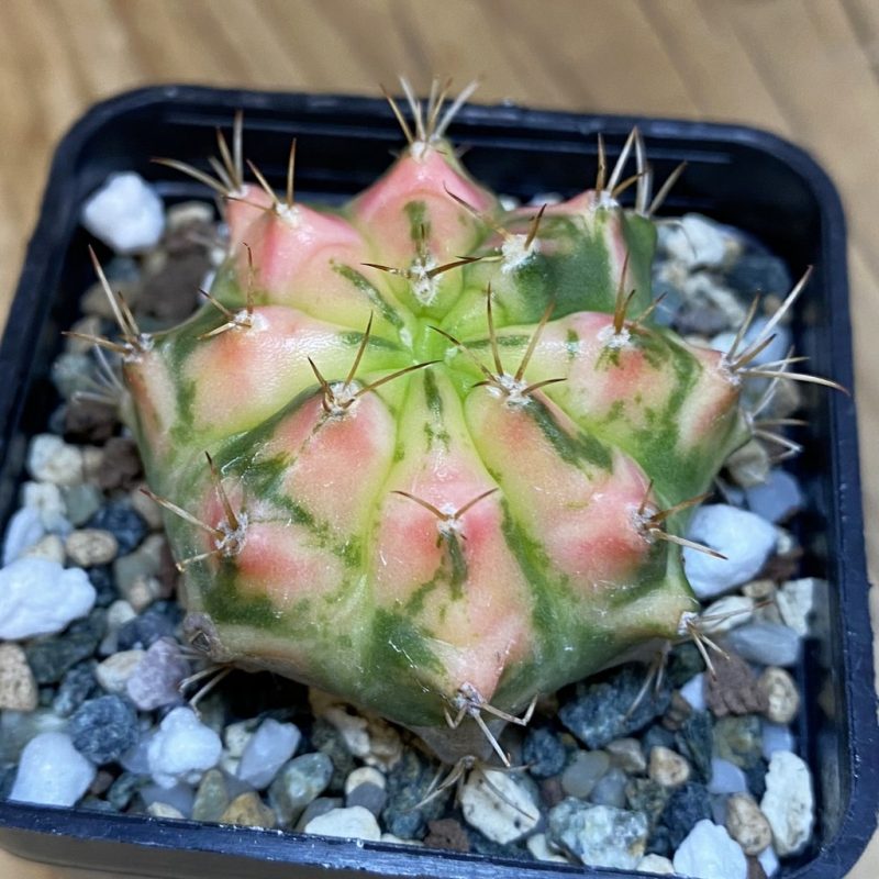 SH20640 Gymnocalycium mihanovichii ‘Orange Marcat’