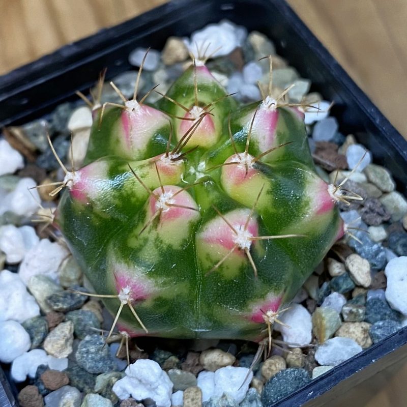 SH20639 Gymnocalycium mihanovichii ‘Flower Field’