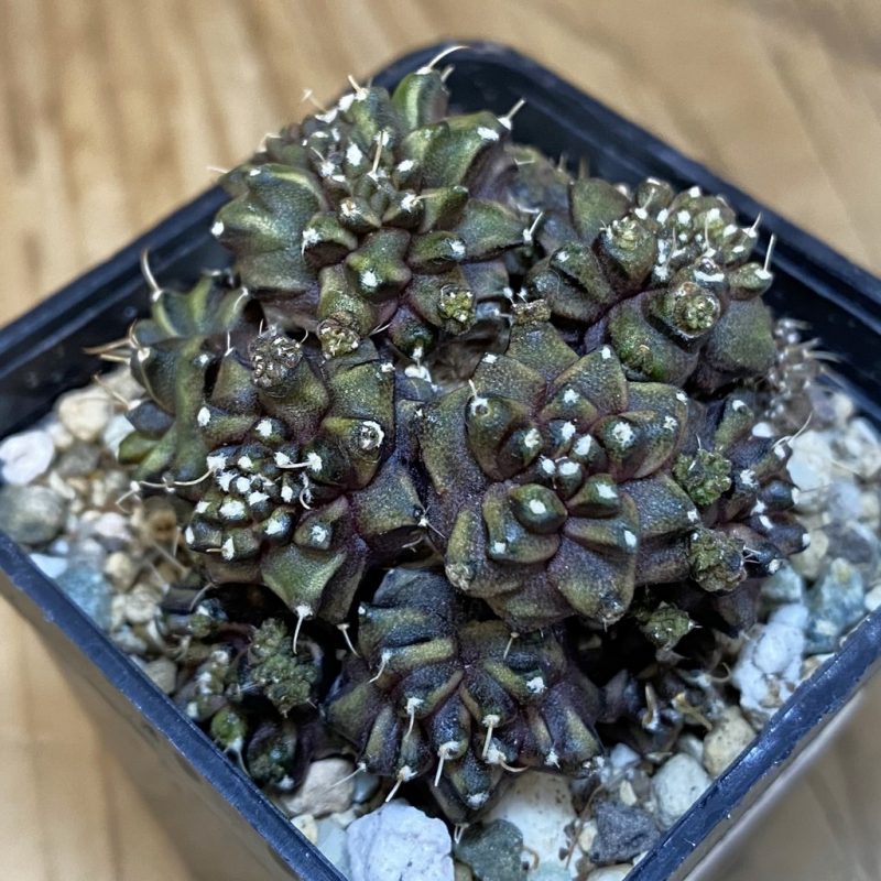 SH20632 Gymnocalycium mihanovichii ‘Green Crocodile’