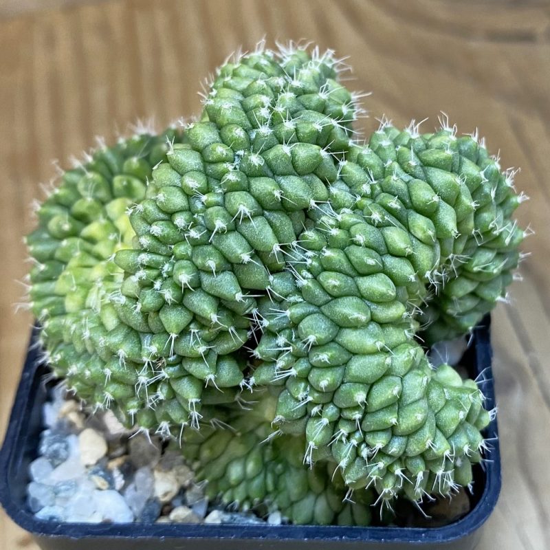 SH20815 Mammillaria bucareliensis f. cristata