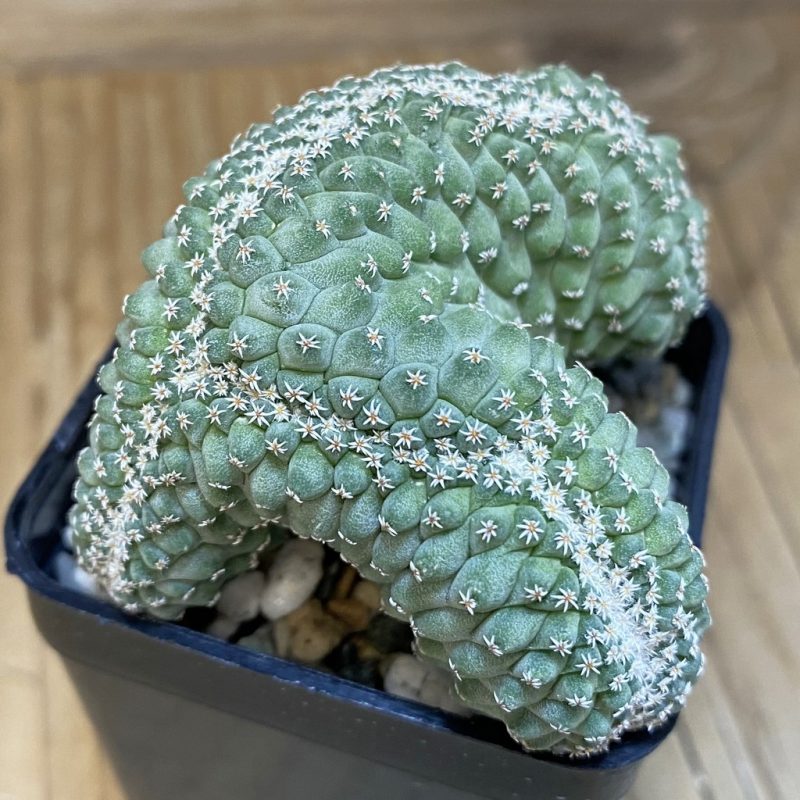 SH20495 Strombocactus disciformis f. cristata, own roots