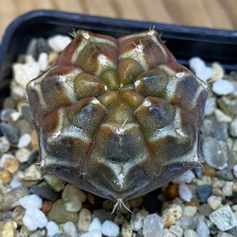 SH14780 Gymnocalycium mihanovichii ‘Day Dream’, seedling