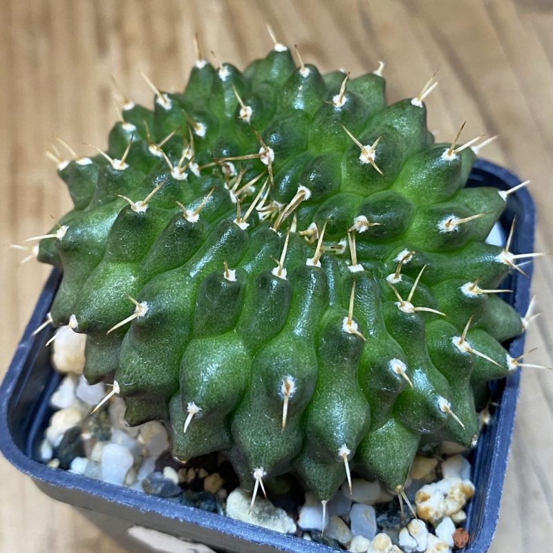 SH17984 Gymnocalycium mihanovichii ‘inermis’