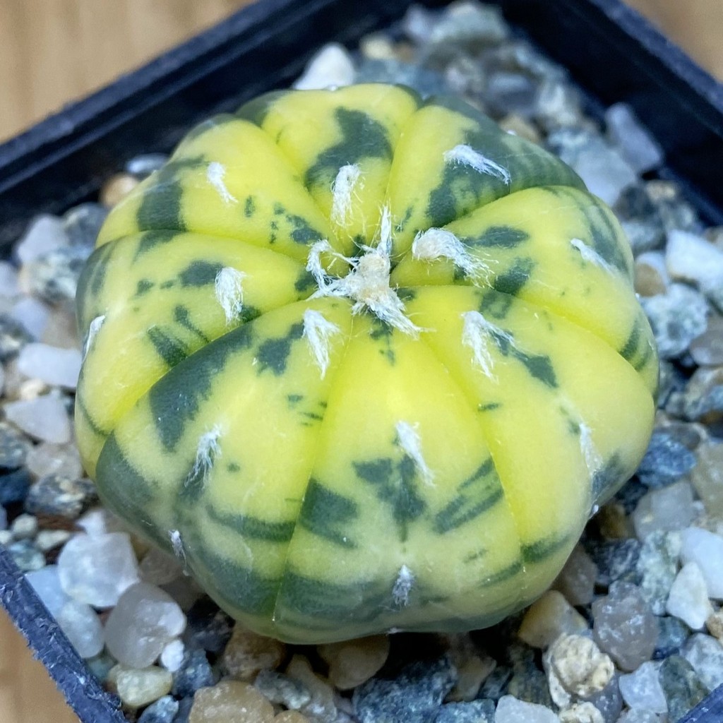 SH13964 Astrophytum asterias f. variegata