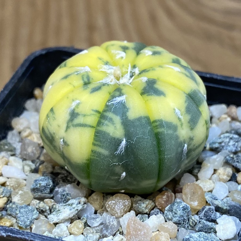 SH13964 Astrophytum asterias f. variegata - immagine 2