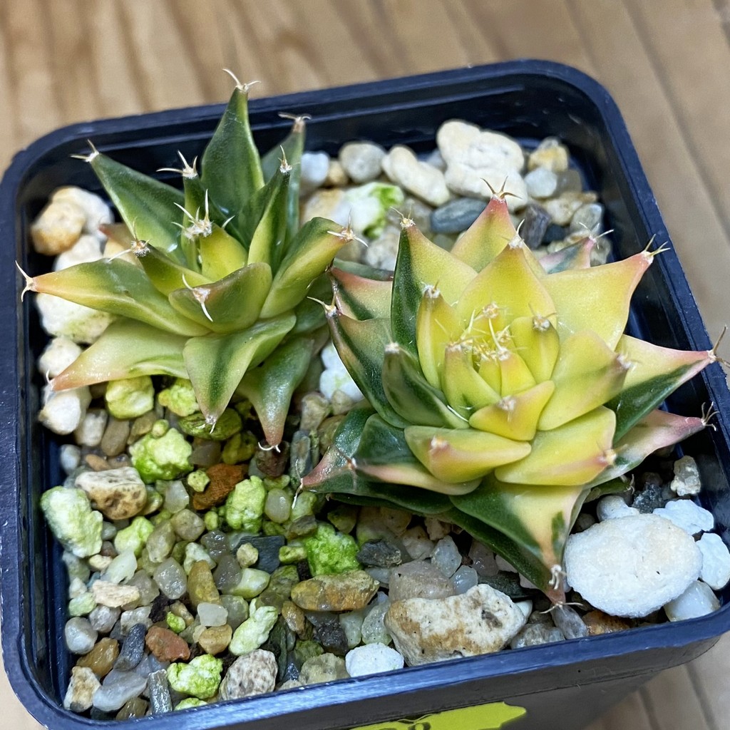 SH5200 Obregonia denegrii f. variegata, 2 plants