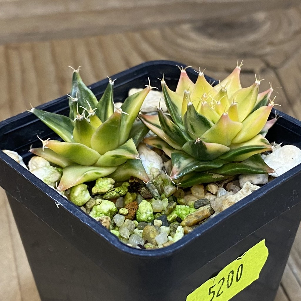 SH5200 Obregonia denegrii f. variegata, 2 plants - Image 2